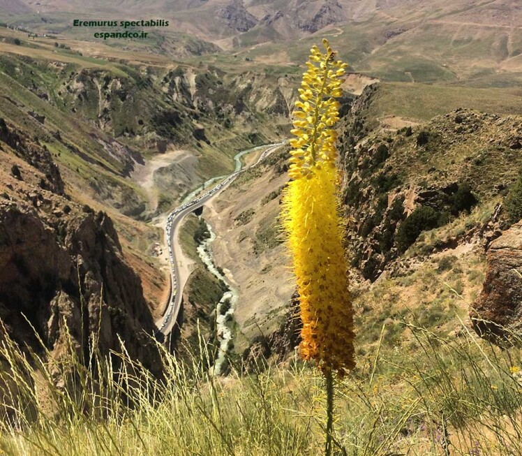 سریش تماشایی